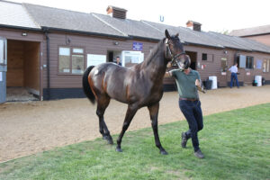 EN4D6133 Wootton Bassett colt x Loch Lein
