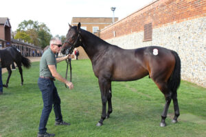EN4D6135 Wootton Bassett colt x Loch Lein