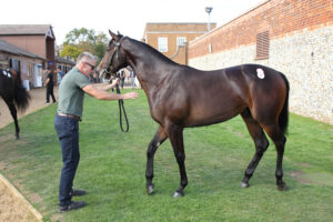 EN4D6137 Wootton Bassett colt x Loch Lein
