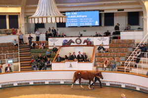 EN4D6152 Night Of Thunder colt x My Astra