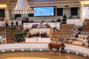 EN4D6154 Night Of Thunder colt x My Astra